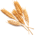 farina biologica farina biologica