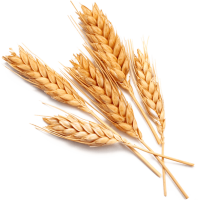 farina biologica farina biologica